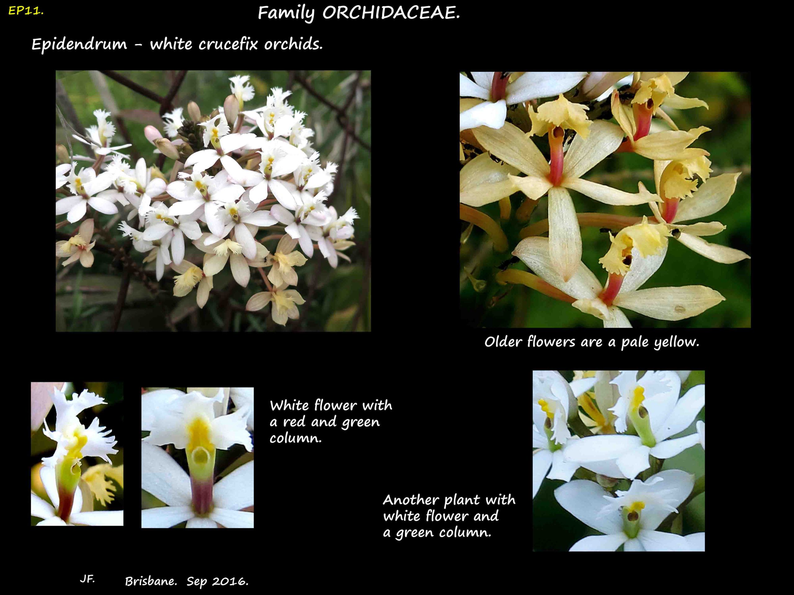 11 White Crucefix orchids